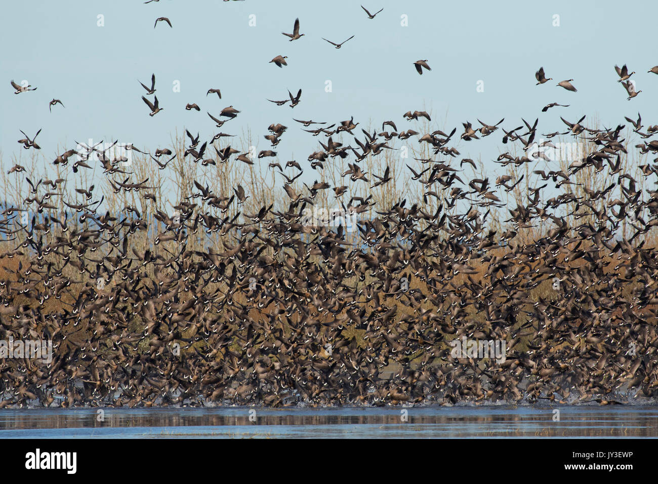 Oche del Canada (Branta canadensis) in volo, William Finley National Wildlife Refuge, Oregon Foto Stock