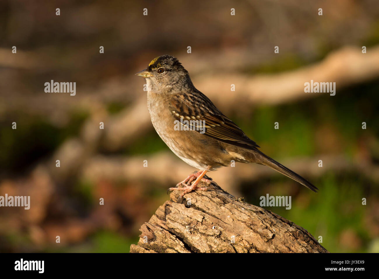 Sparrow, William Finley National Wildlife Refuge, Oregon Foto Stock