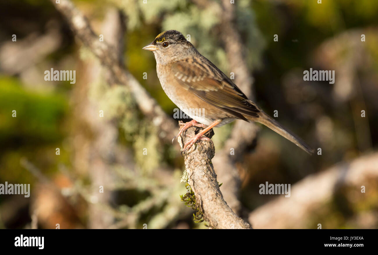 Sparrow, William Finley National Wildlife Refuge, Oregon Foto Stock