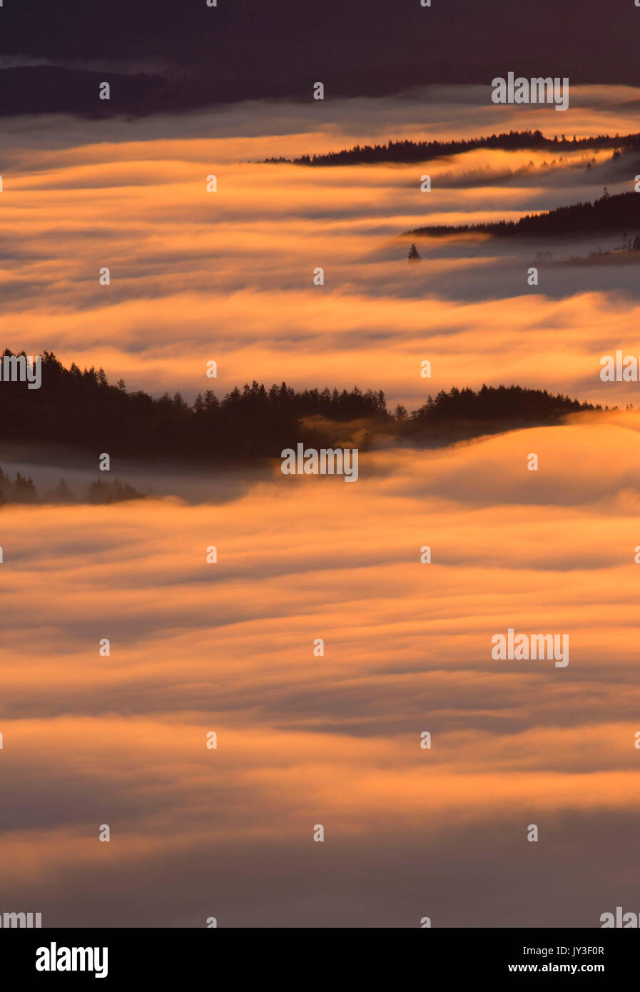 Willamette Valley nebbia dal vertice, Spencer Butte Park, Eugene, Oregon Foto Stock