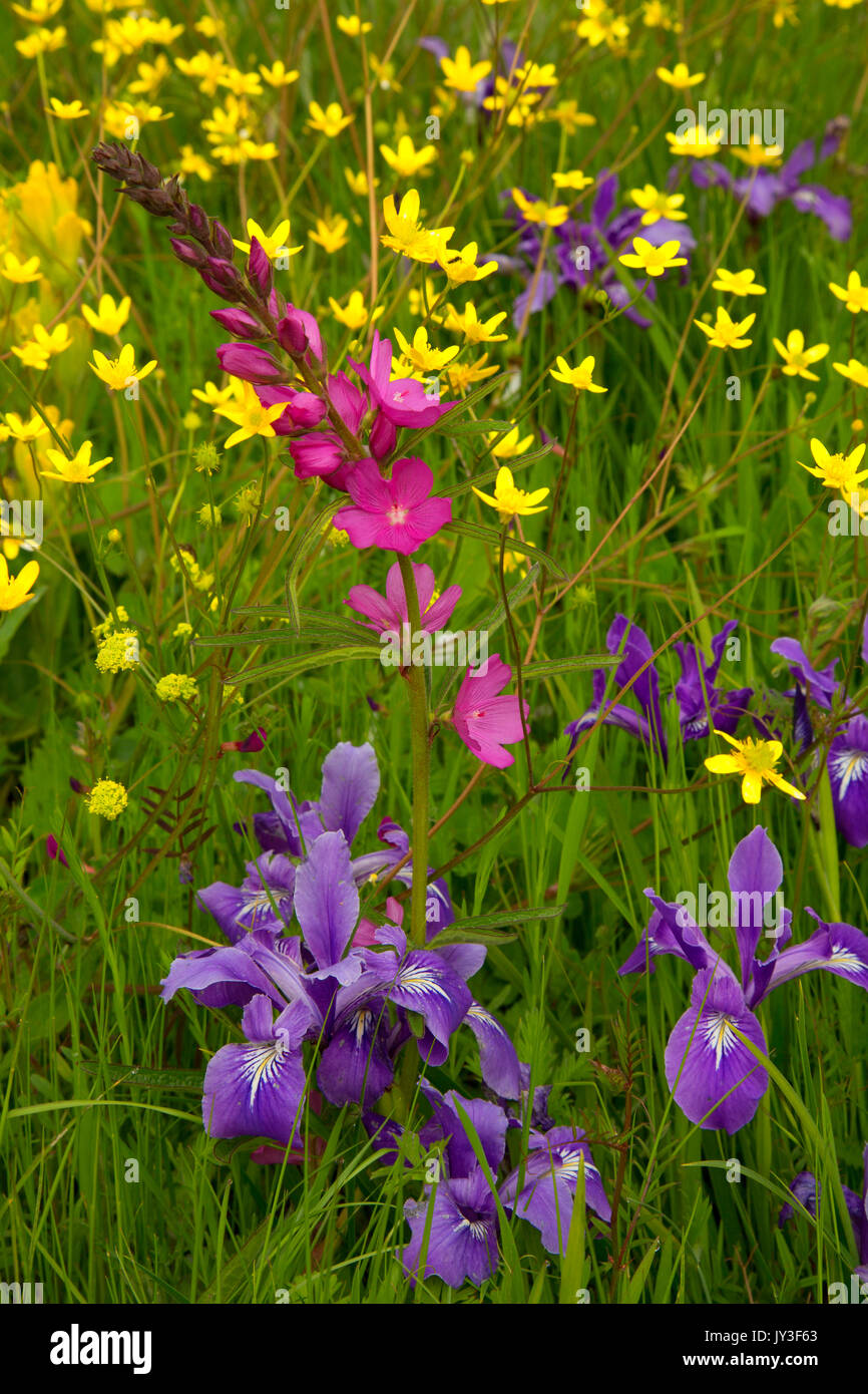 Malva, William Finley National Wildlife Refuge, Oregon Foto Stock