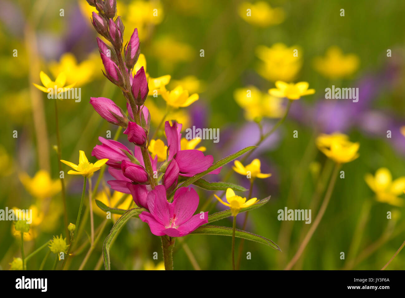 Malva, William Finley National Wildlife Refuge, Oregon Foto Stock