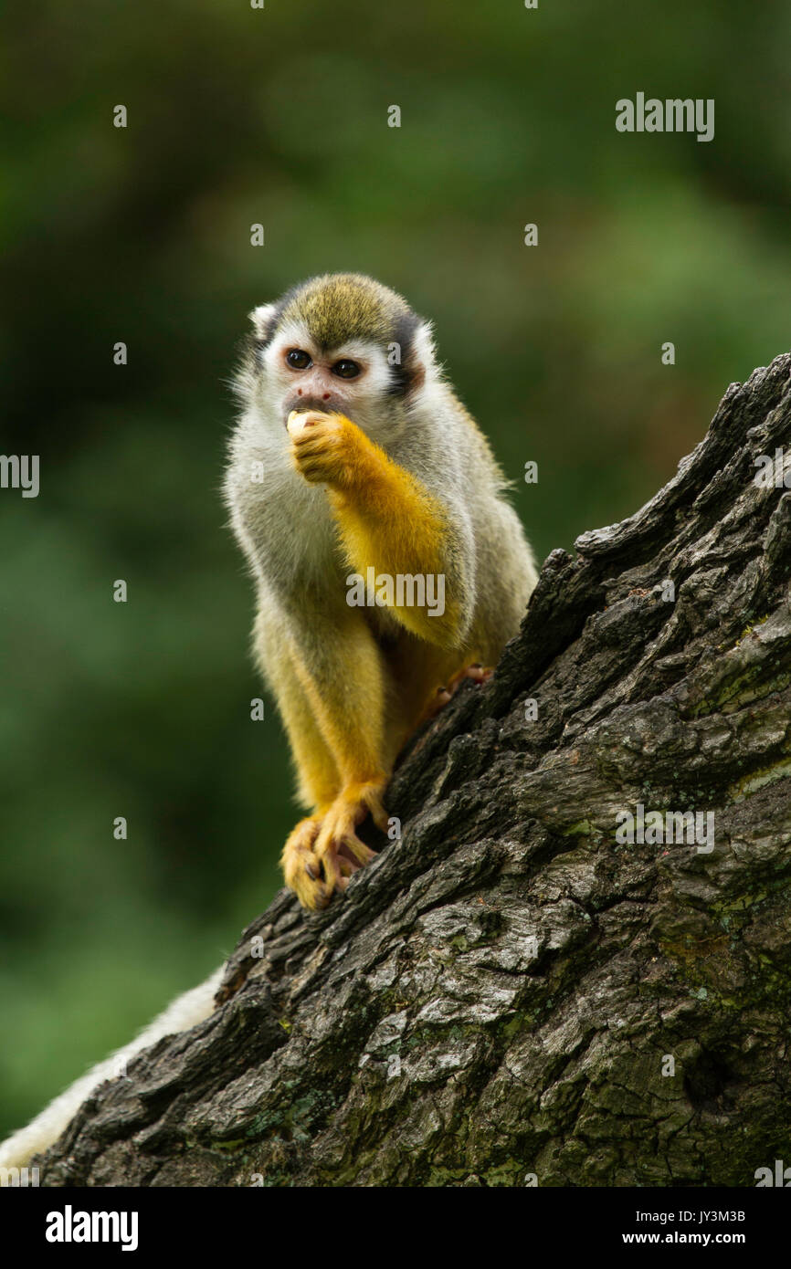 Scimmia scoiattolo comune che mangia una frutta Foto Stock