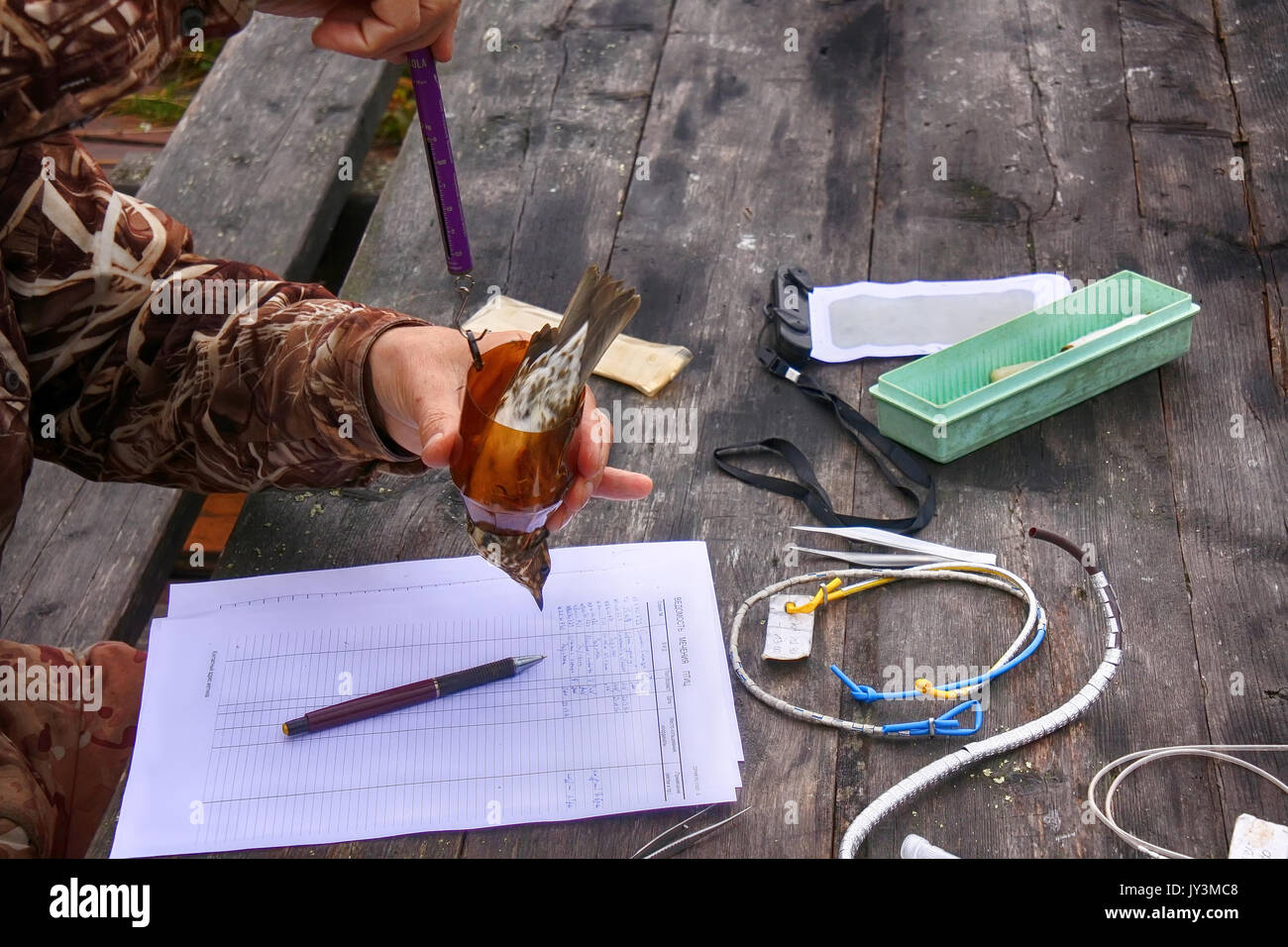 La Russia , Murmansk - 18 Settembre 2016: il campo della ricerca scientifica. Suoneria e morphometry uccelli come metodo per lo studio delle migrazioni e struttura della popolazione Foto Stock La Russia , Murmansk - 18 Settembre 2016: il campo della ricerca scientifica. Suoneria e morphometry uccelli come metodo per lo studio delle migrazioni e struttura della popolazione Foto Stock