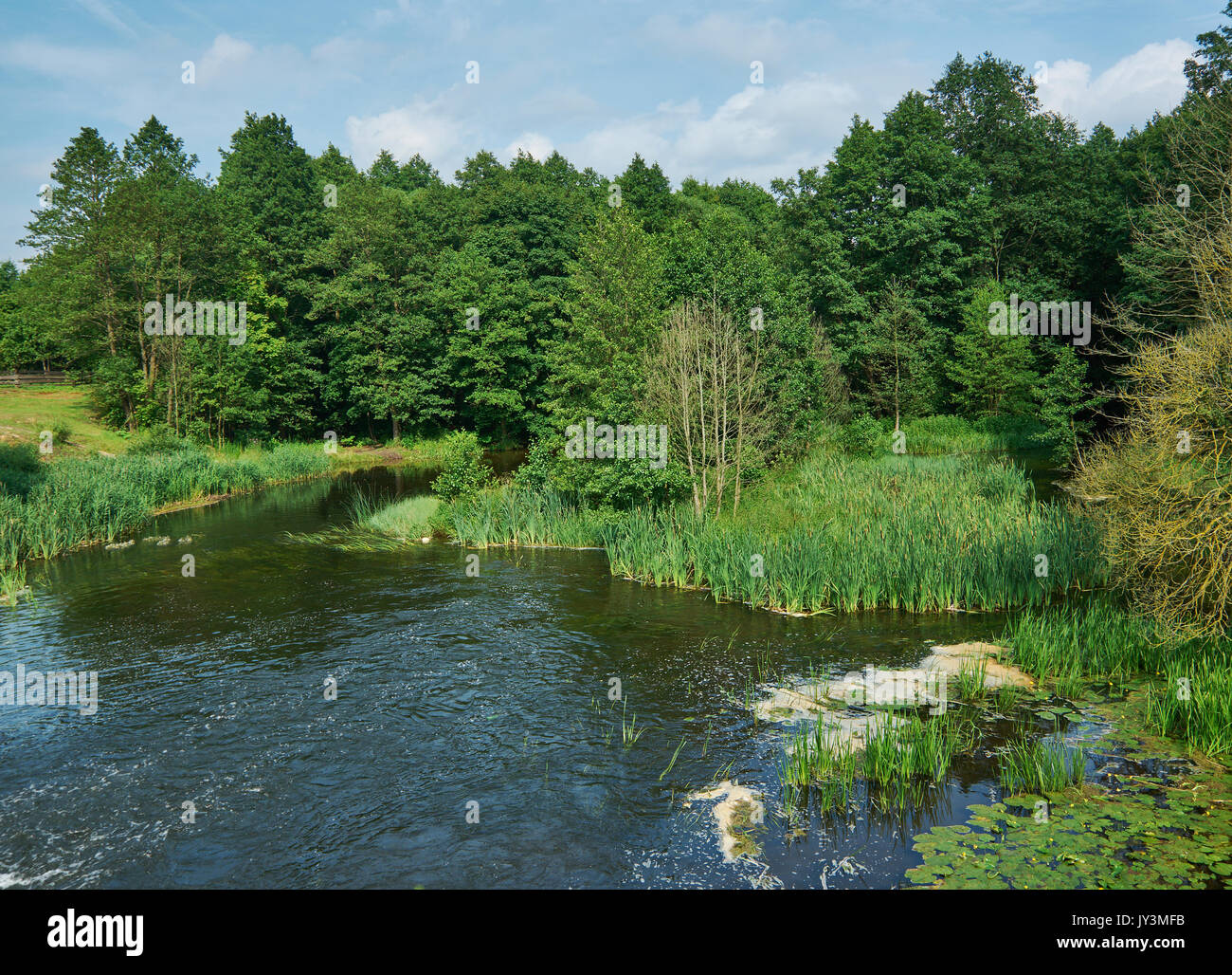 Fiume Losha . Gervyaty regione di Grodno Bielorussia Foto Stock