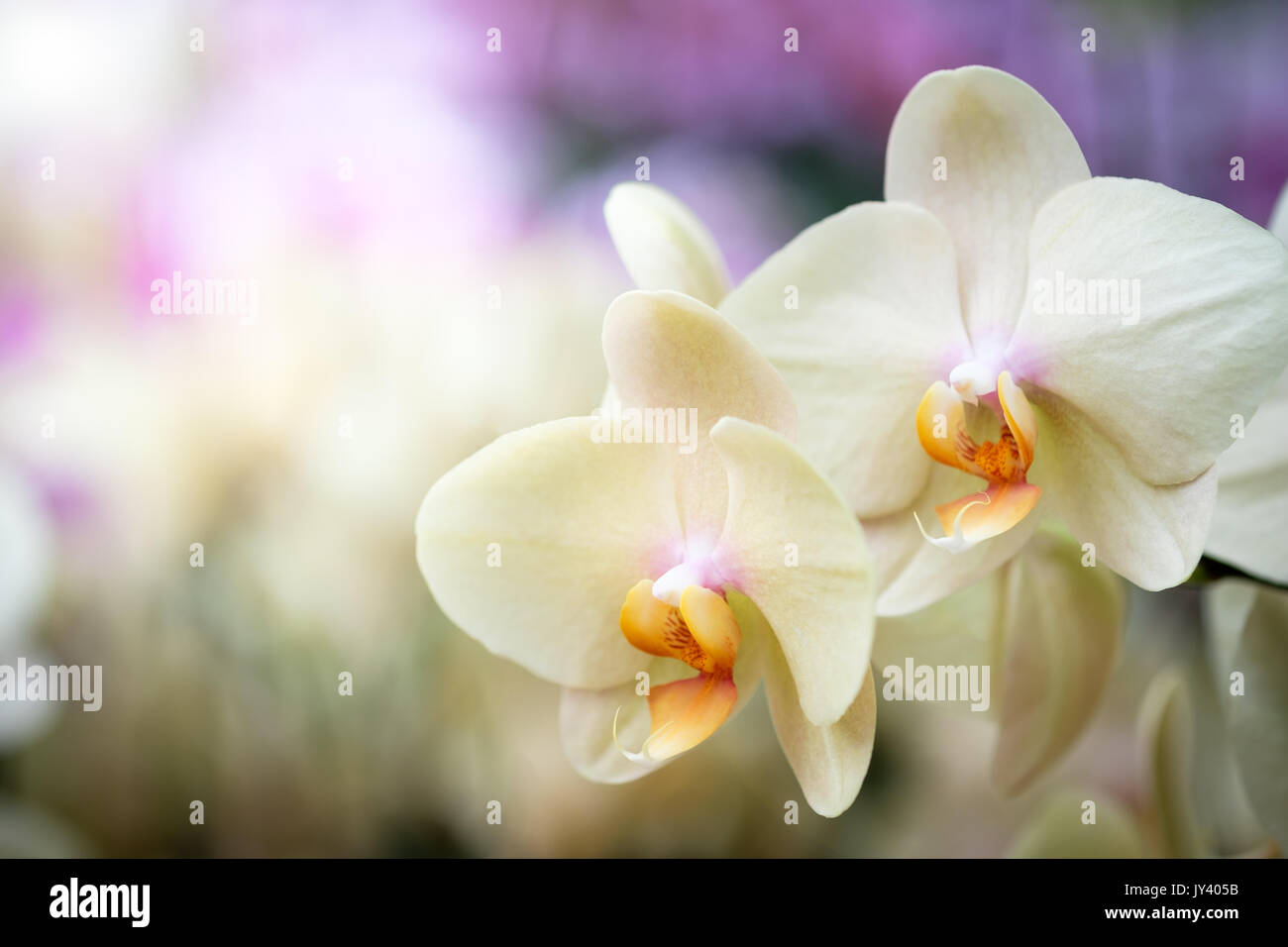 Bellissimi fiori di orchidea con sfondo naturale, selezionare la messa a fuoco e la sfocatura, rendere Lens Flare. Foto Stock