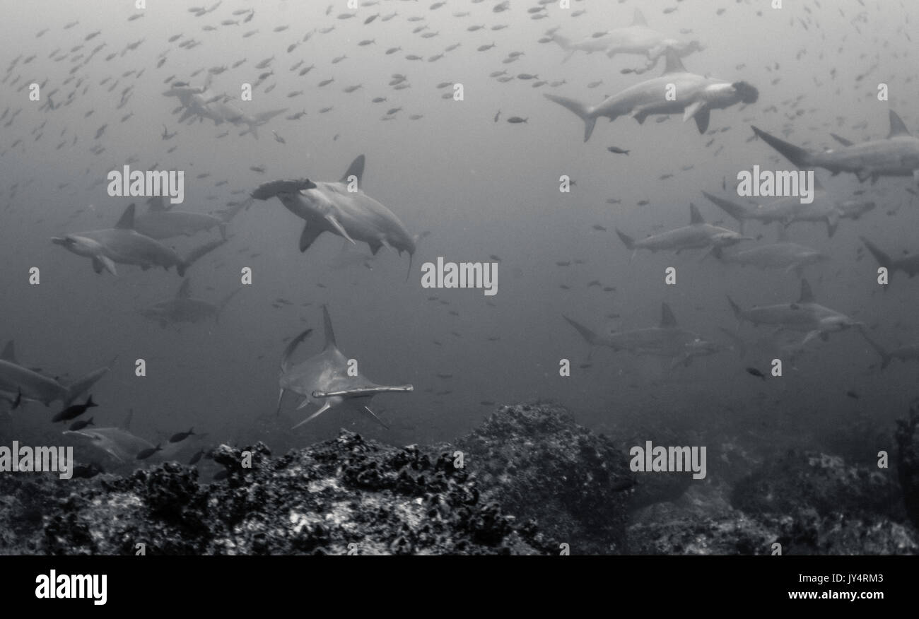 Vista subacquea di una scuola di festone squali martello, Isola di Darwin, Isole Galapagos. Foto Stock