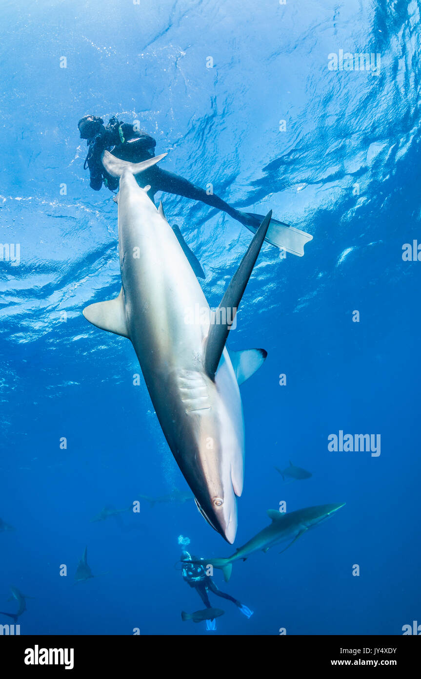 Sommozzatore tenendo un caribbean reef shark in un stato catatonico, Cuba. Foto Stock