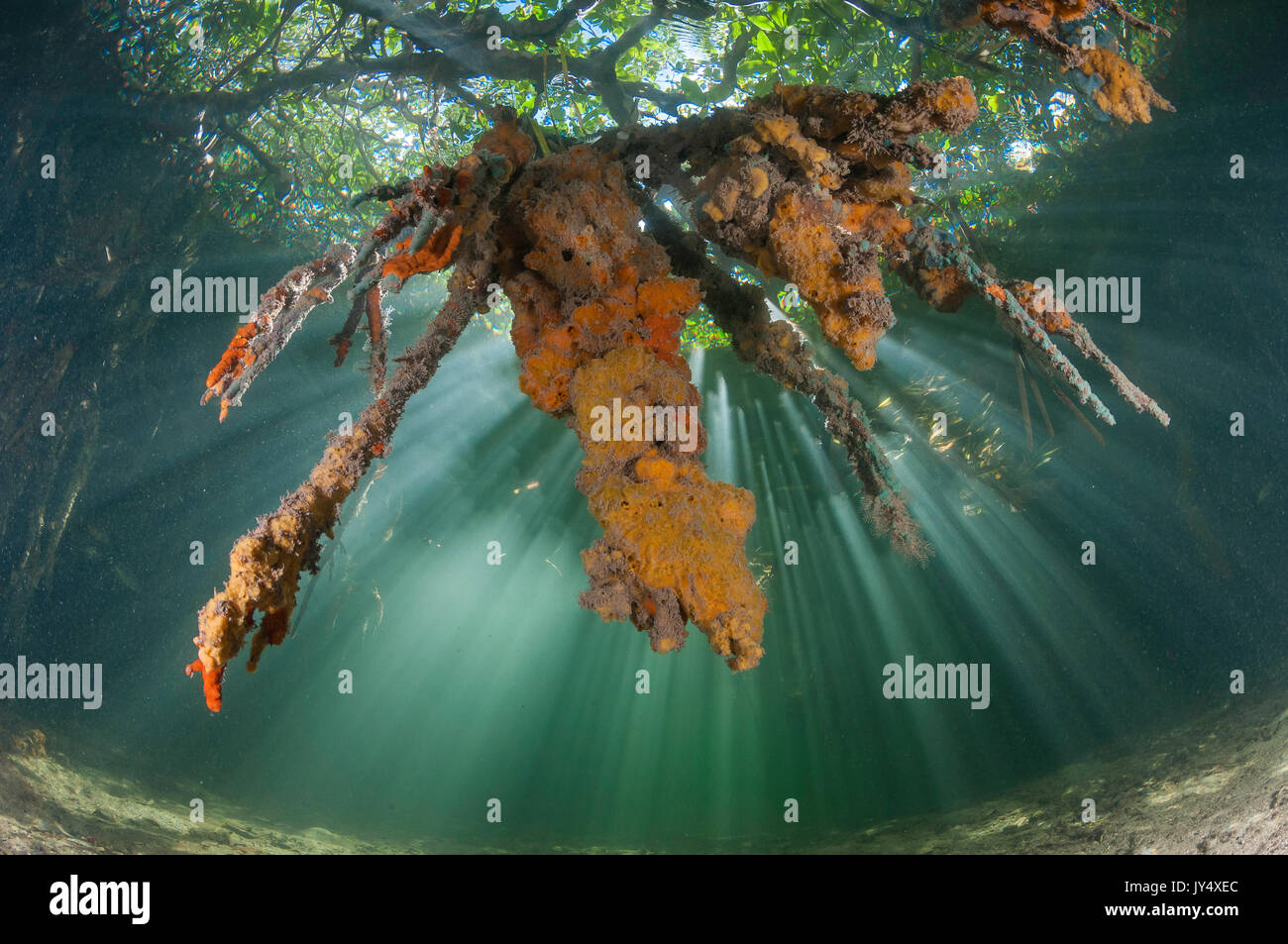 Guardando il coralli molli e gli alberi come raggi di sole filtrare attraverso l'acqua nella zona di mangrovie di giardini delle regine, Cuba. Foto Stock