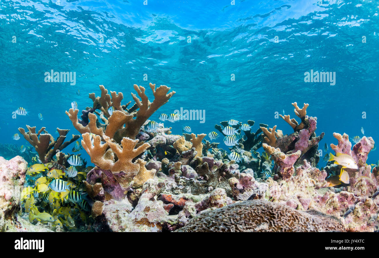 Scogliera sottomarina scena mostrando coralli duri e scuole di pesci tropicali in acque poco profonde, i giardini delle regine, Cuba. Foto Stock