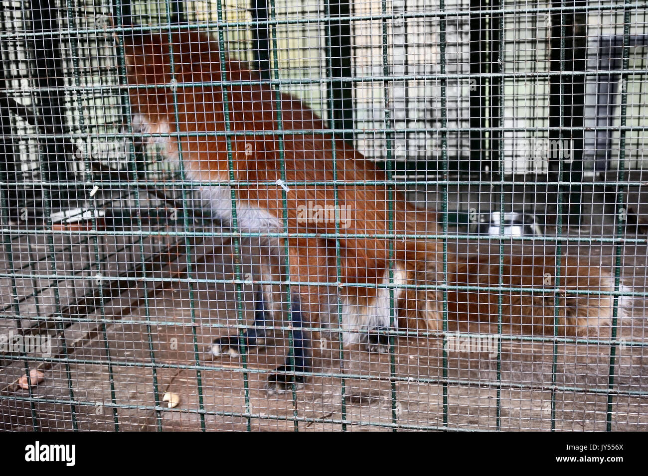 Non alimentare animali!. Simbolo della cattività, perdita di libertà. Red Fox in gabbia (zoo). Bestie aliene mangia il cibo offerto dai visitatori Foto Stock