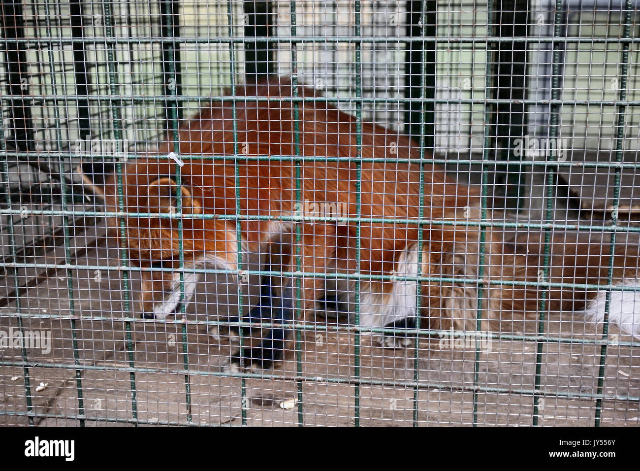Non alimentare animali!. Simbolo della cattività, perdita di libertà. Red Fox in gabbia (zoo). Bestie aliene mangia il cibo offerto dai visitatori Foto Stock