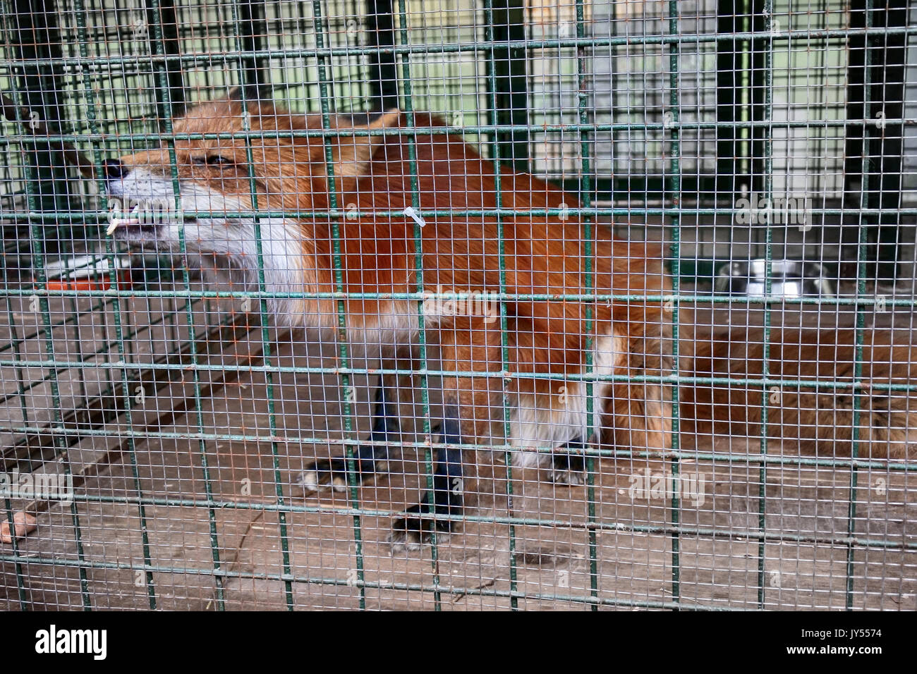 Non alimentare animali!. Simbolo della cattività, perdita di libertà. Red Fox in gabbia (zoo). Bestie aliene mangia il cibo offerto dai visitatori Foto Stock