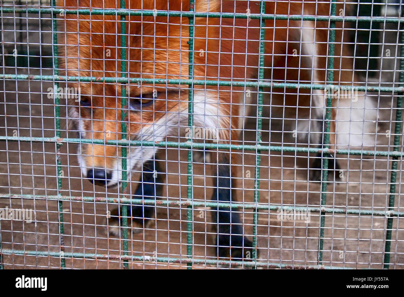 Non alimentare animali!. Simbolo della cattività, perdita di libertà. Red Fox in gabbia (zoo). Bestie aliene mangia il cibo offerto dai visitatori Foto Stock