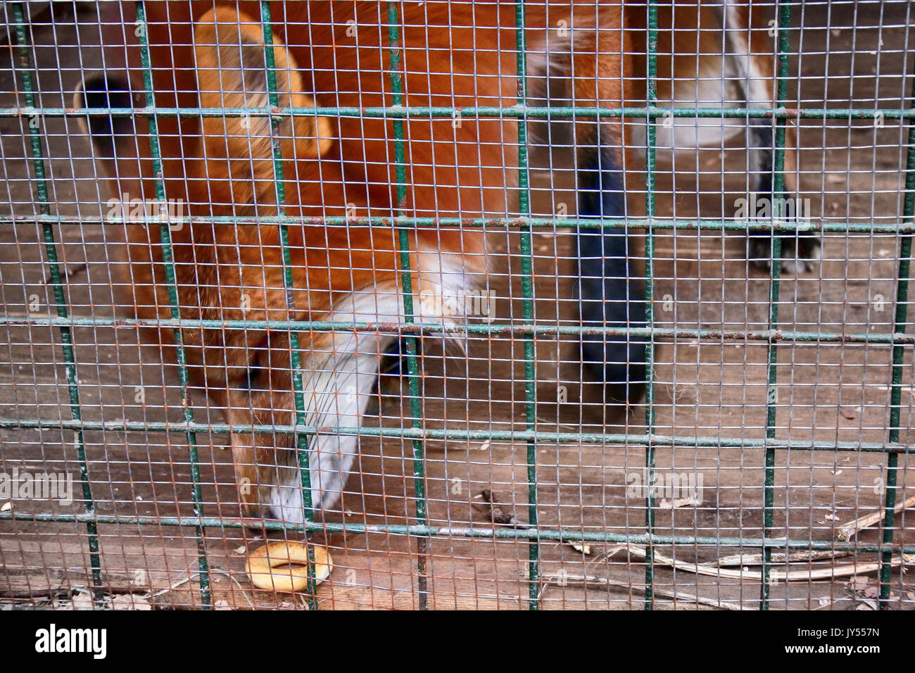 Non alimentare animali!. Simbolo della cattività, perdita di libertà. Red Fox in gabbia (zoo). Bestie aliene mangia il cibo offerto dai visitatori Foto Stock