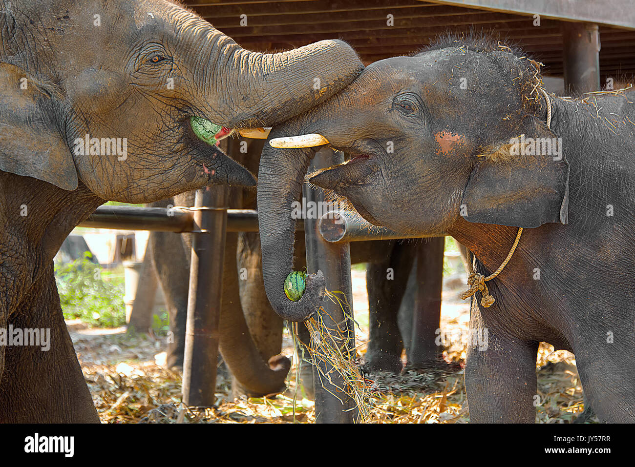 Due elefanti felici. Due elefanti felice godere di loro i cocomeri di trattare. Foto Stock