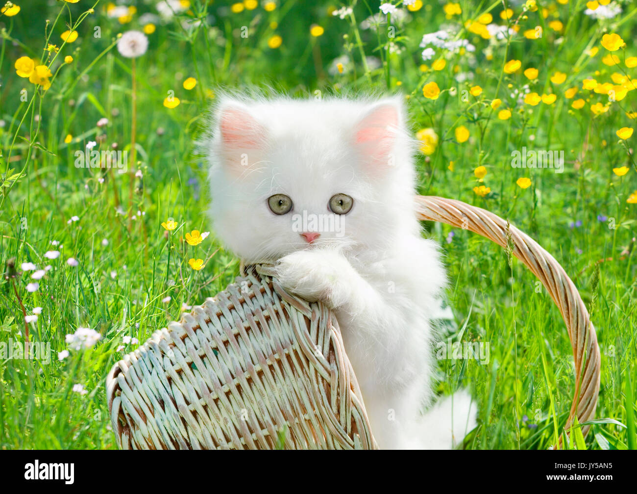 Bianco giovane piccolo gatto sul blumo fiore all'aperto di erba Foto Stock