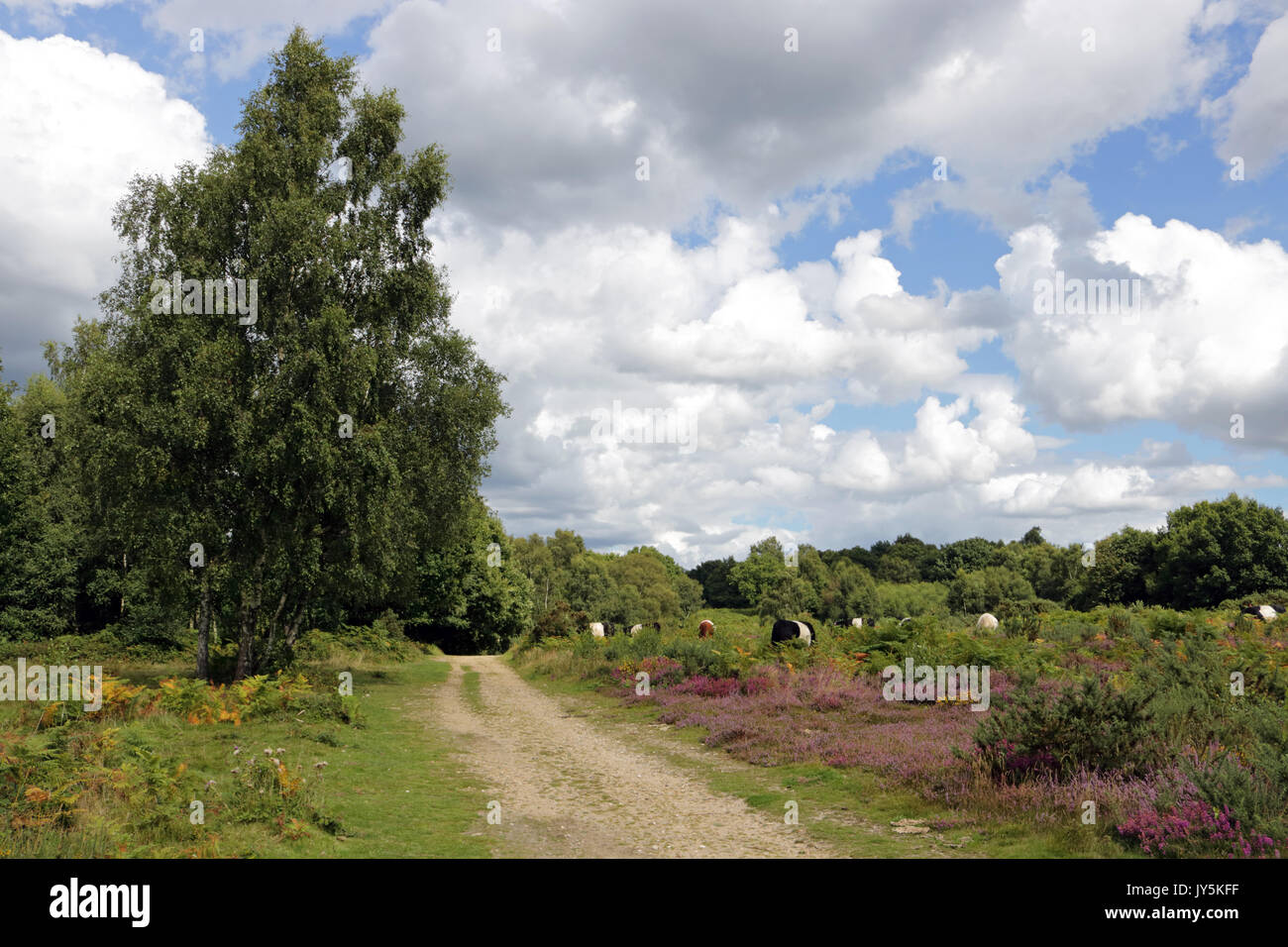 Headley Heath, Surrey, Regno Unito. Il 18 agosto, 2017. Una bella mattina con Belted Galloway il pascolo di bestiame su Headley Heath Surrey UK Credit: Julia Gavin UK/Alamy Live News Foto Stock