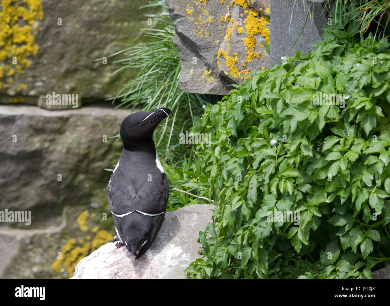 Razorbill arroccato sulla scogliera Foto Stock