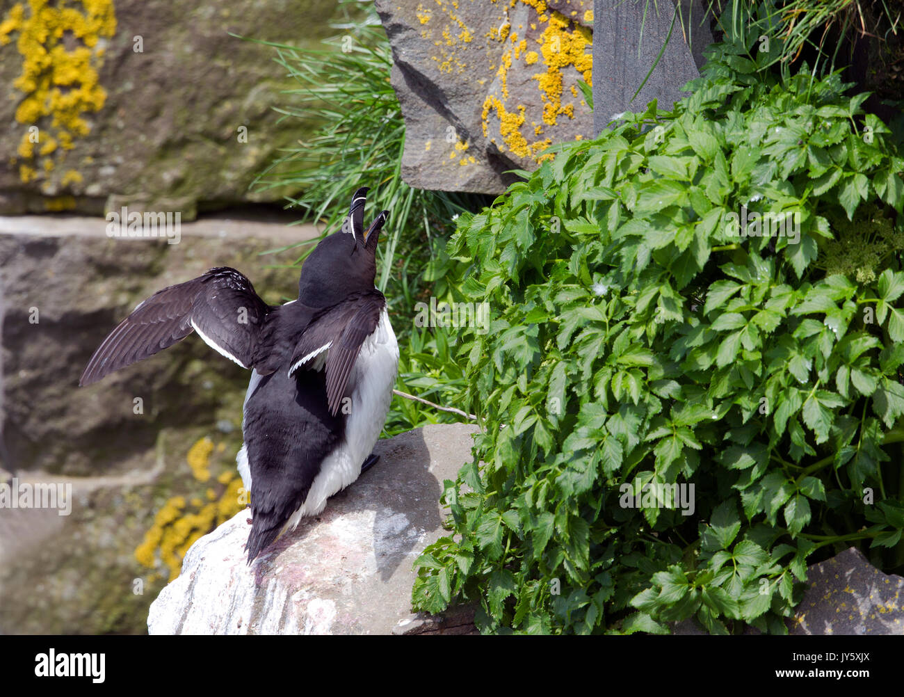 Razorbill arroccato sulla scogliera Foto Stock