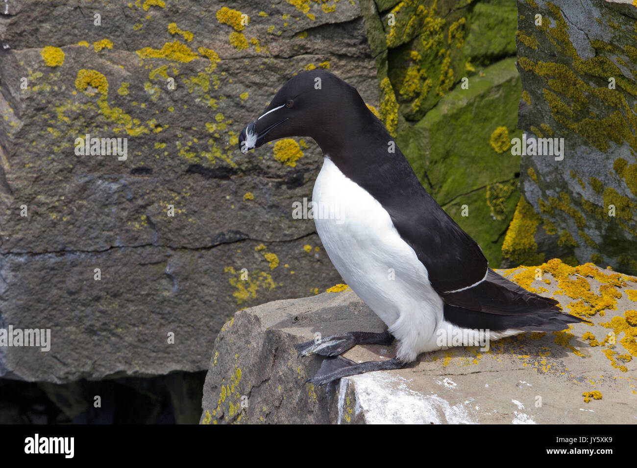 Razorbill arroccato sulla scogliera Foto Stock