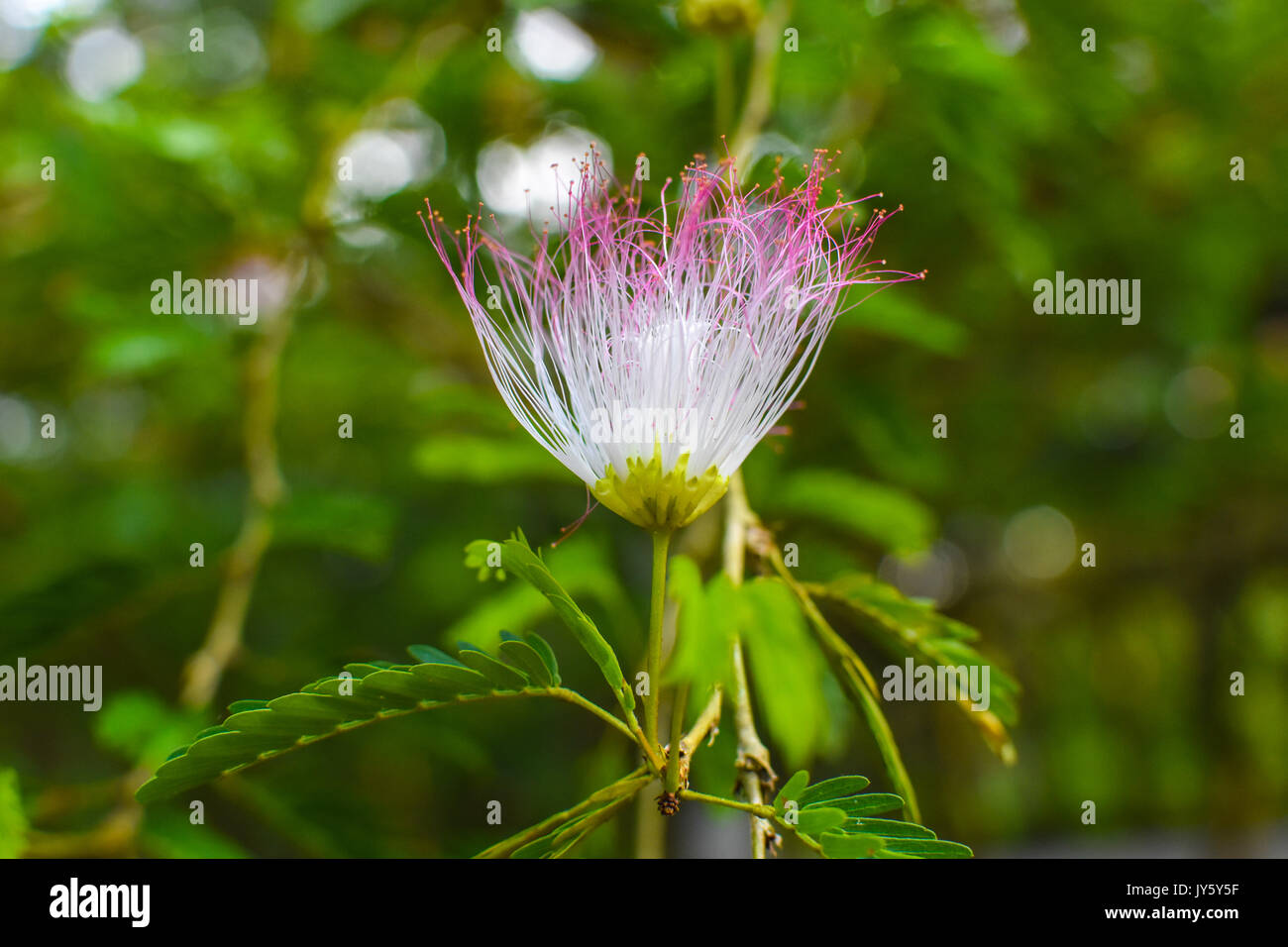 Polvere di fiore di sfoglia in Kerala India - Calliandra fiori - Singola fata fiore di Duster Foto Stock