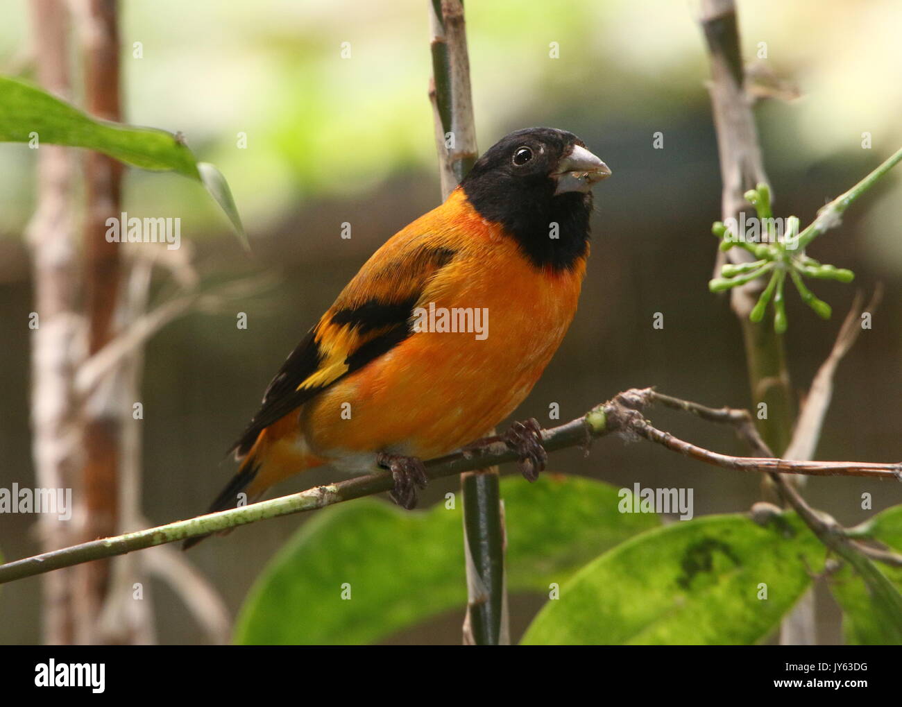 Voce maschile Sud Americano rosso lucherino (Spinus cucullatus, Carduelis cucullata), che si trova nel nord della Colombia e Venezuela. Foto Stock