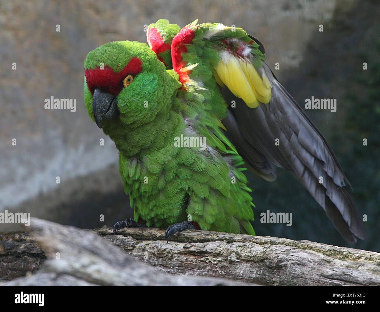 Spessore messicano fatturati parrot (Rhynchopsitta pachyrhyncha), che si trova principalmente nella Sierra Madre Occidental mountain range Foto Stock