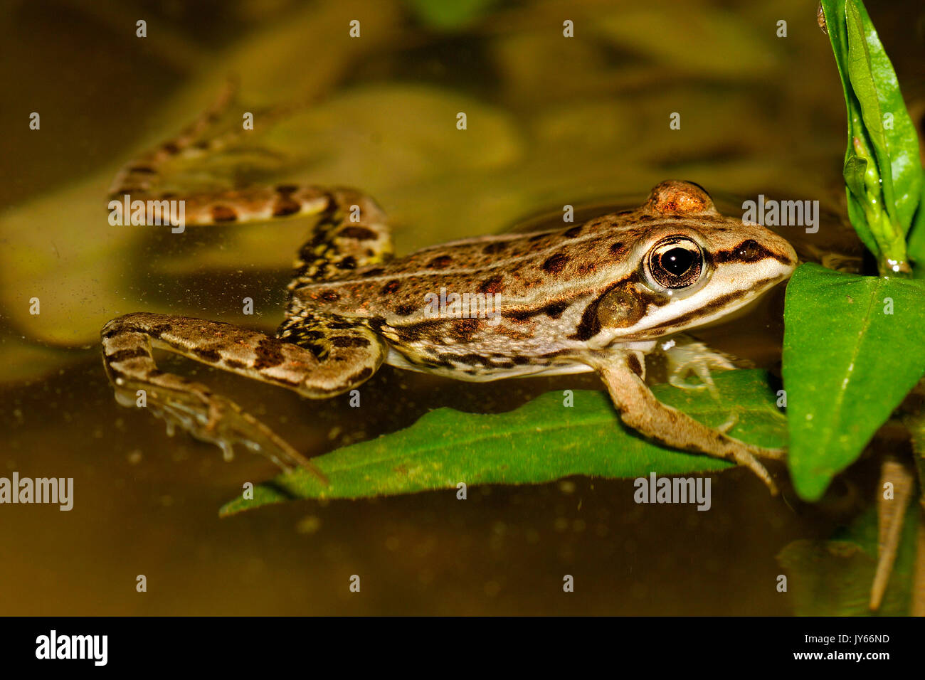 Rana verde dal fiume Drava, Croazia Foto Stock