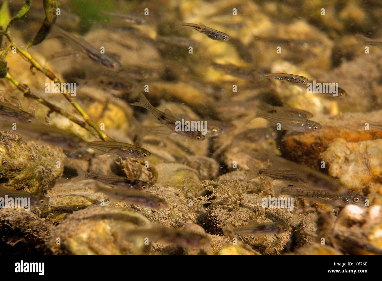 I pesci giovani sul fiume Drava Foto Stock