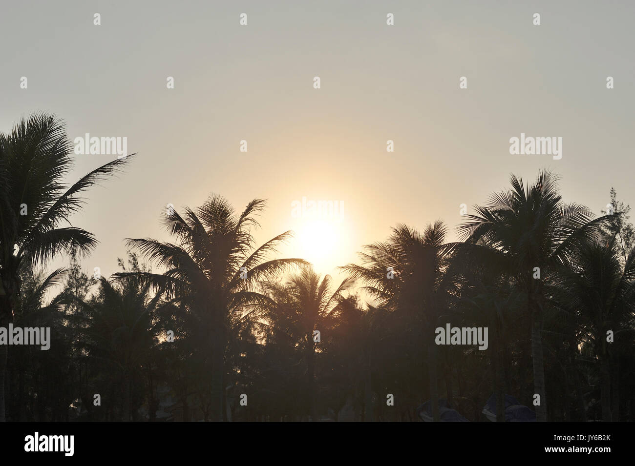 Silhouette di palme (Arecaceae) durante il tramonto a Hoi An. Il Vietnam Foto Stock