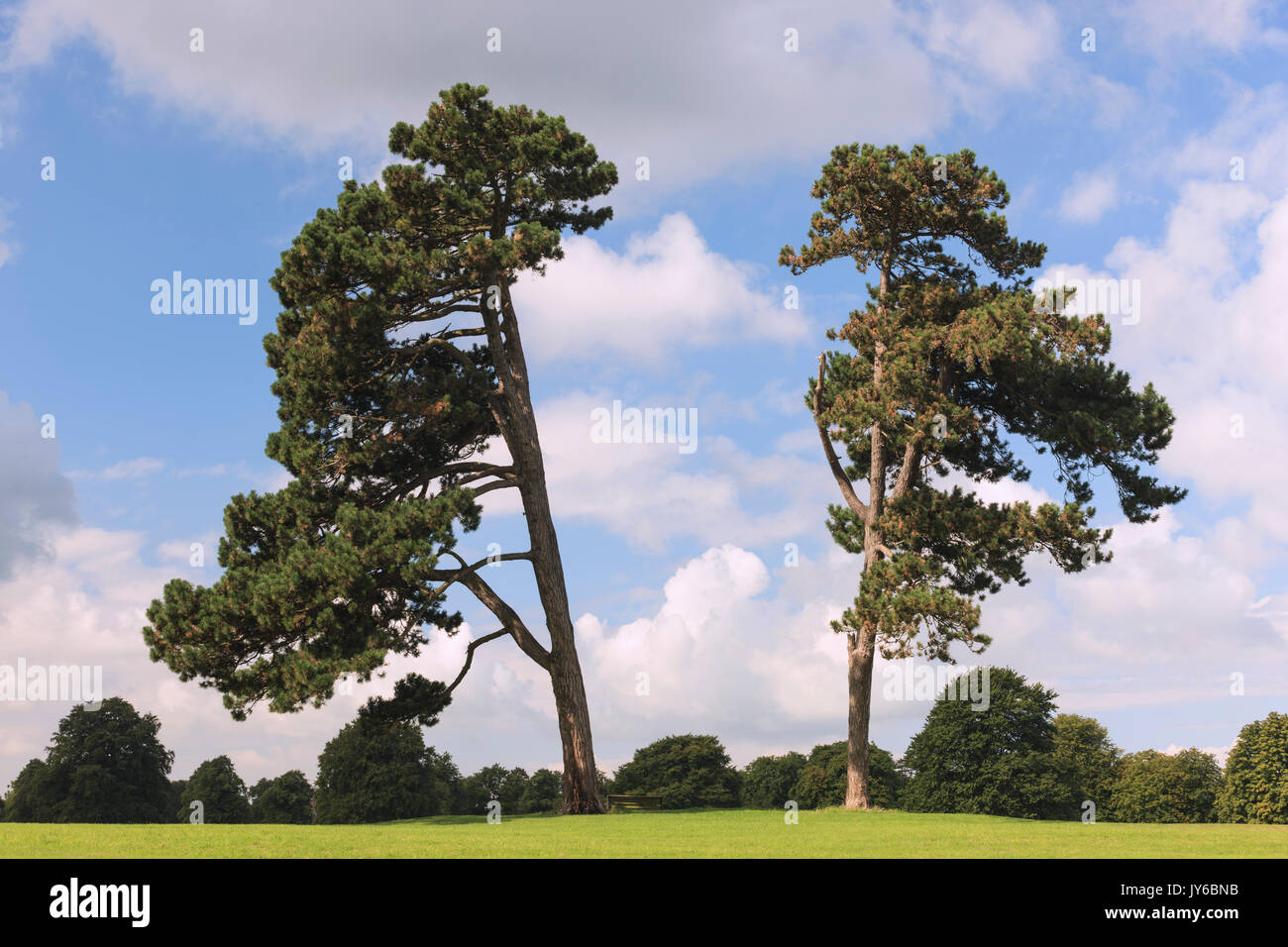 Una vista degli alberi rivolto verso il basso su Clifton, Bristol. Foto Stock