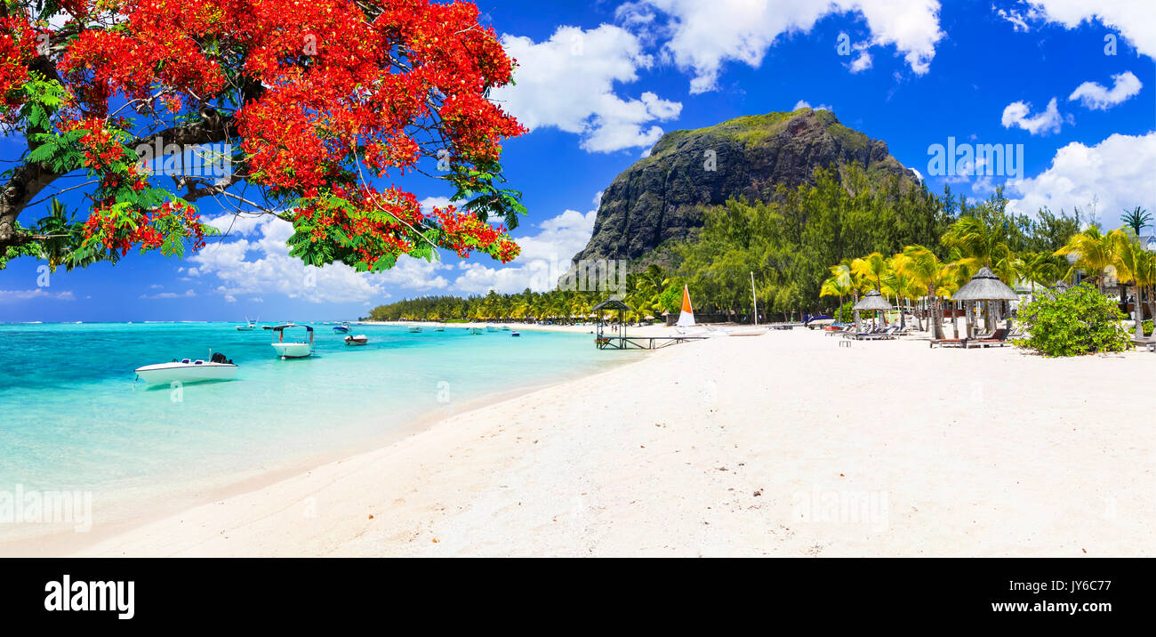 Vacanze tropicali in sorprendente isola Mauritius. Le mprne spiaggia con struttura ad albero fiammeggiante Foto Stock