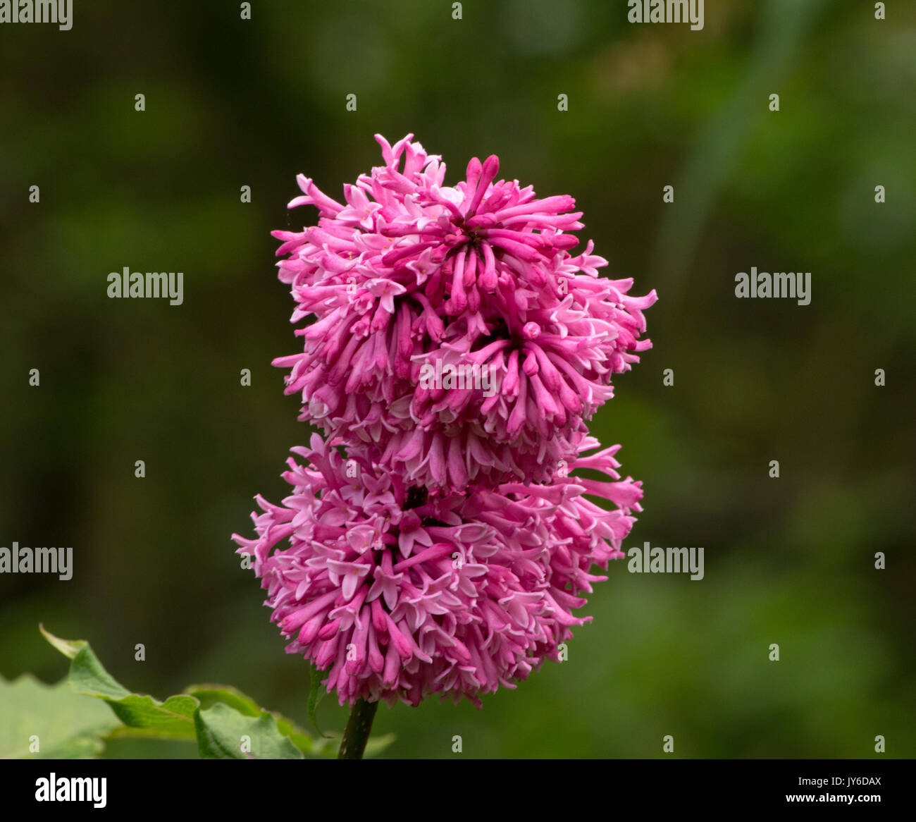 Syringa 'Miss Canada" Foto Stock