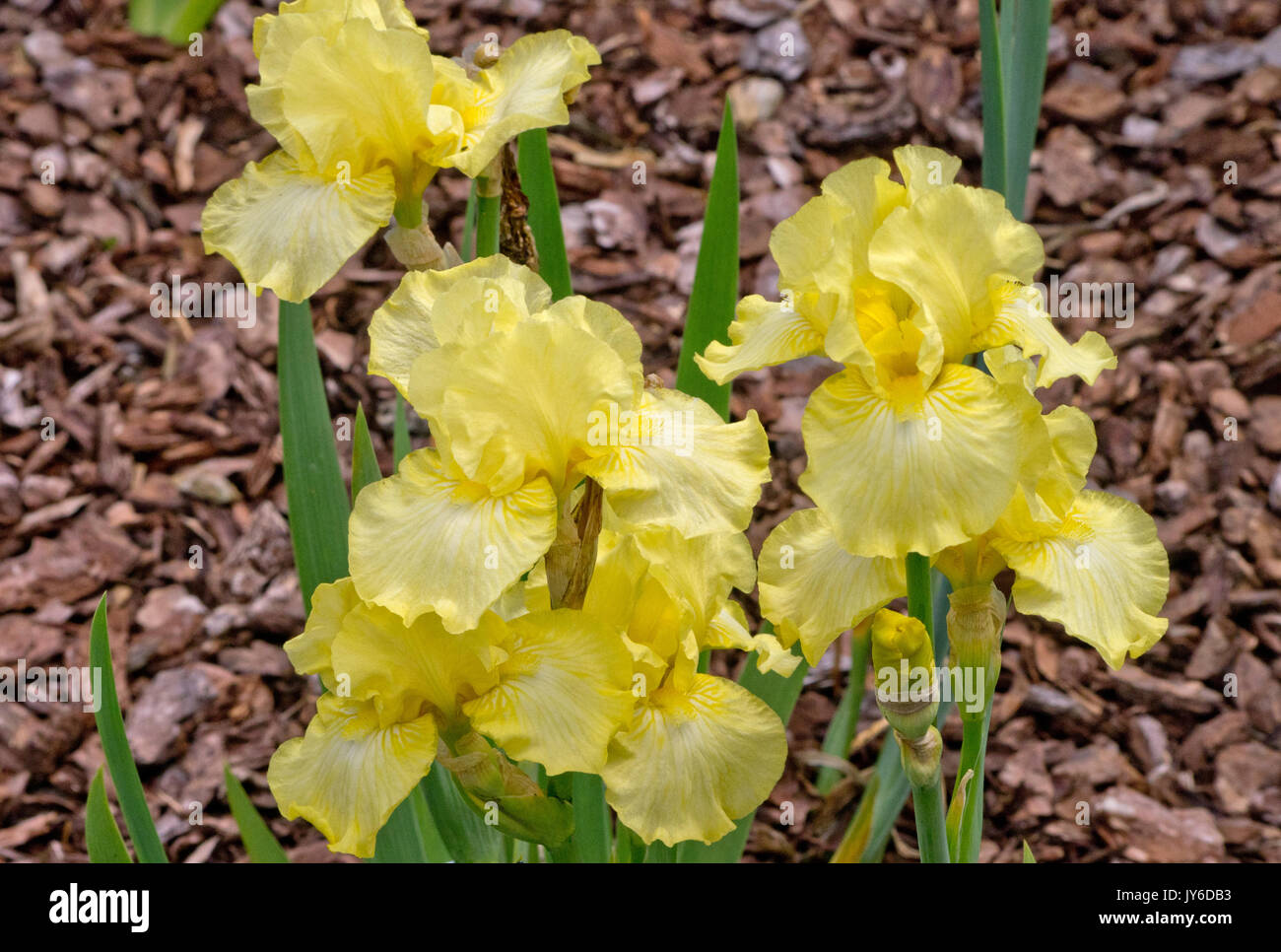 Iris "Moonlight aui Foto Stock