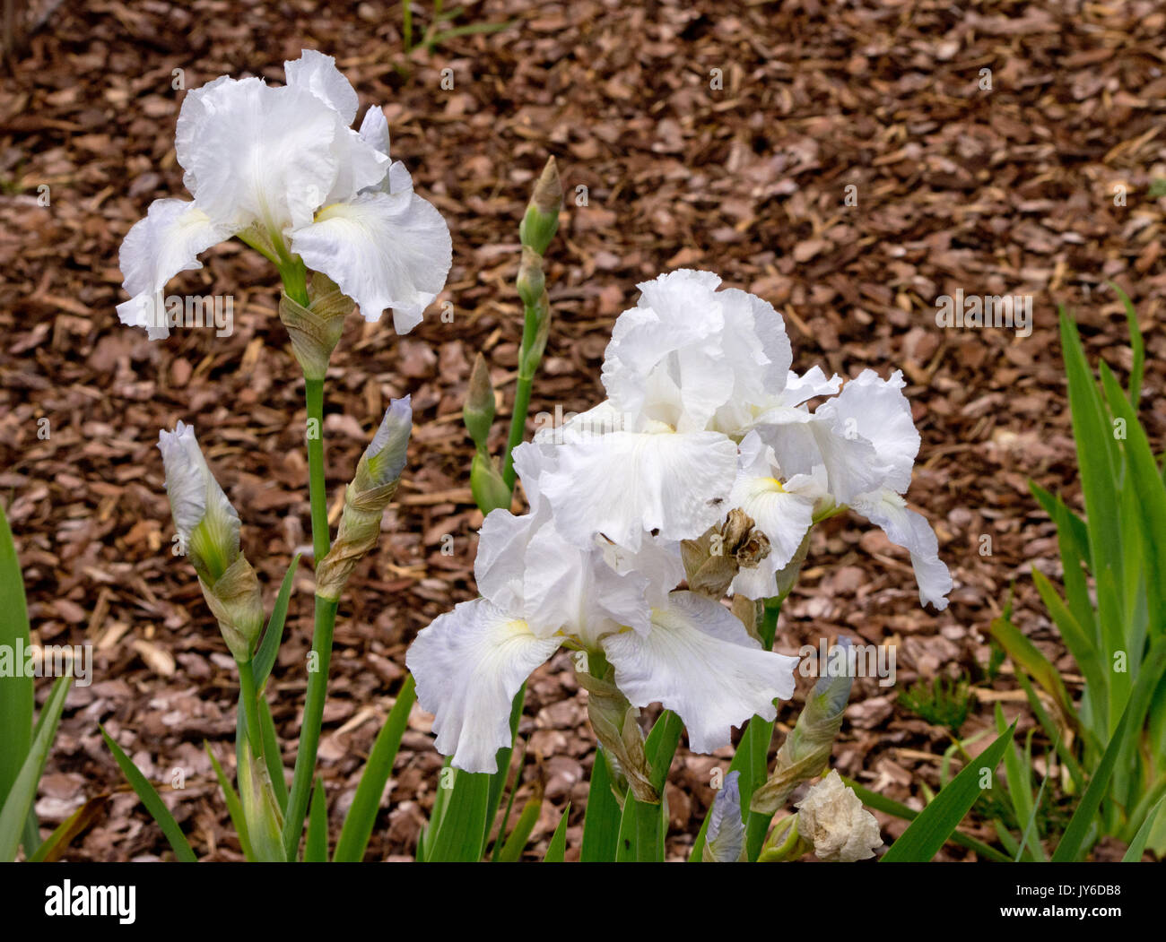 Iris 'l'immortalità" Foto Stock