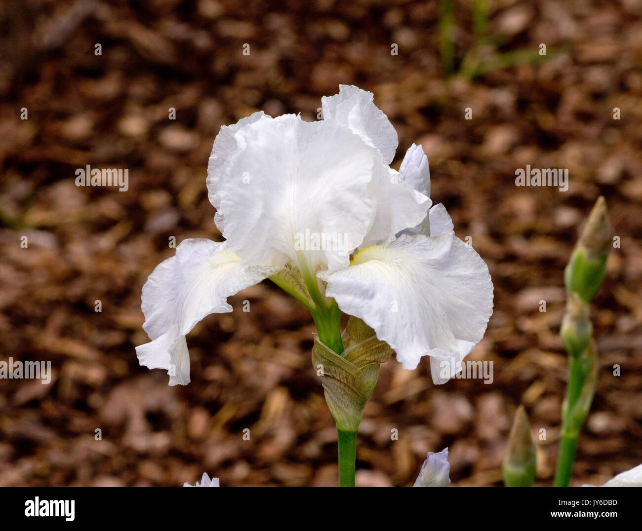 Iris 'l'immortalità" Foto Stock
