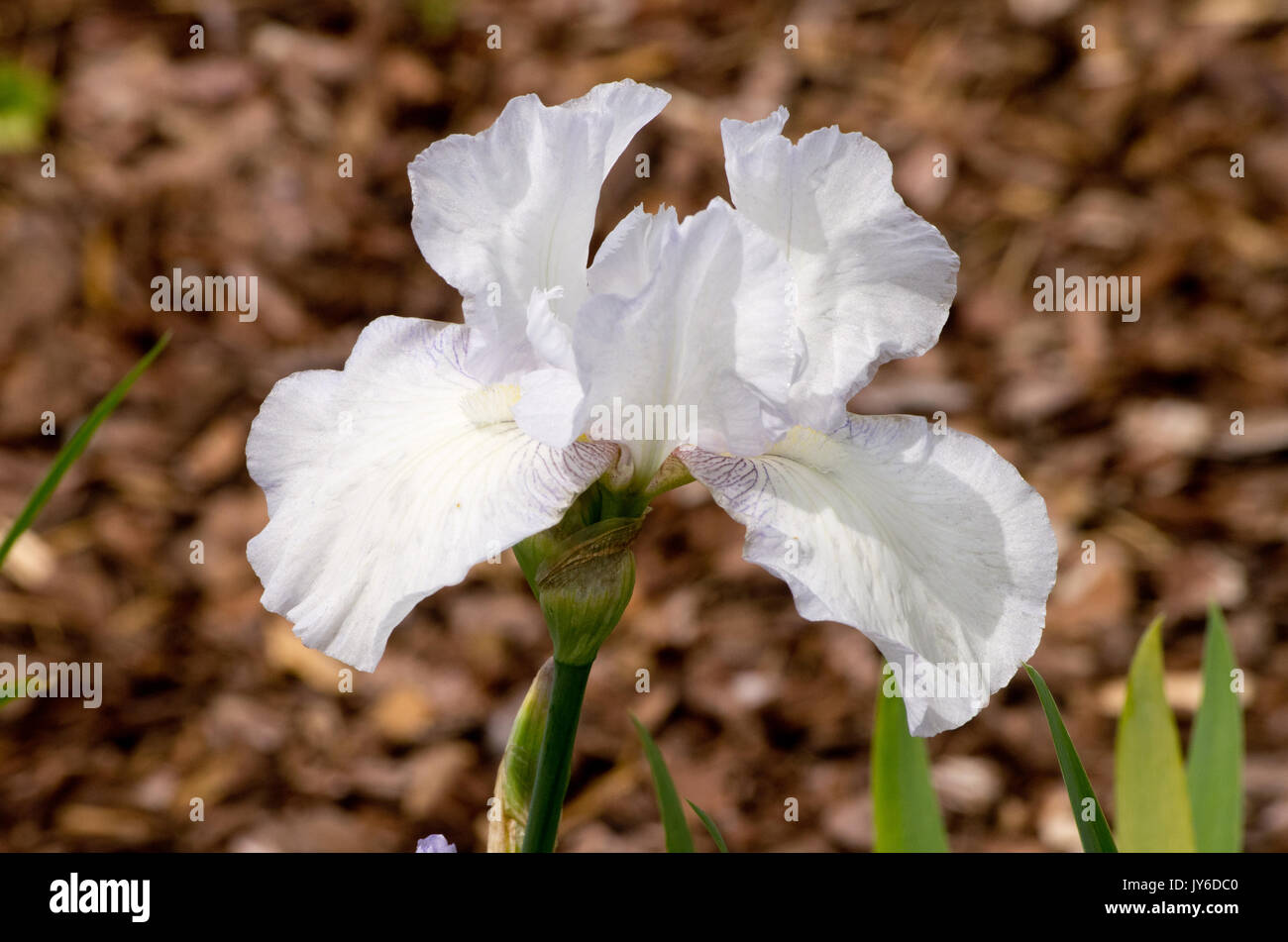 Iris germanica Cottage inglese Foto Stock
