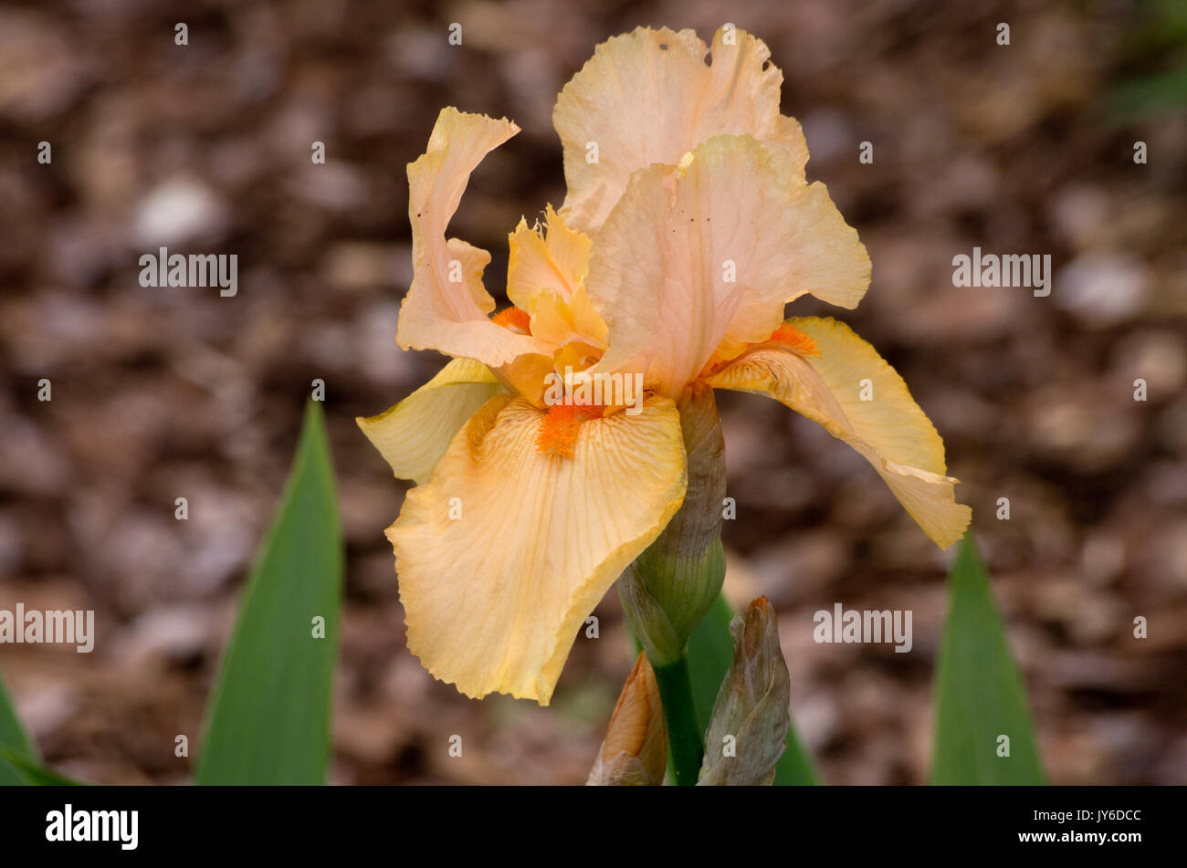 Iris di seta di albicocche Foto Stock