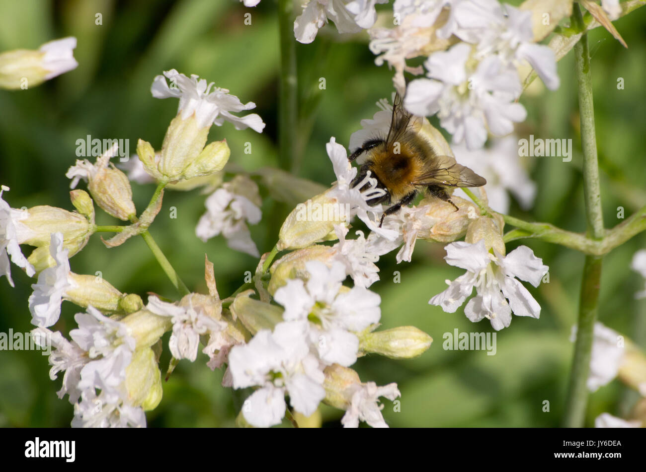 Lychnis viscaria "Alba" Foto Stock