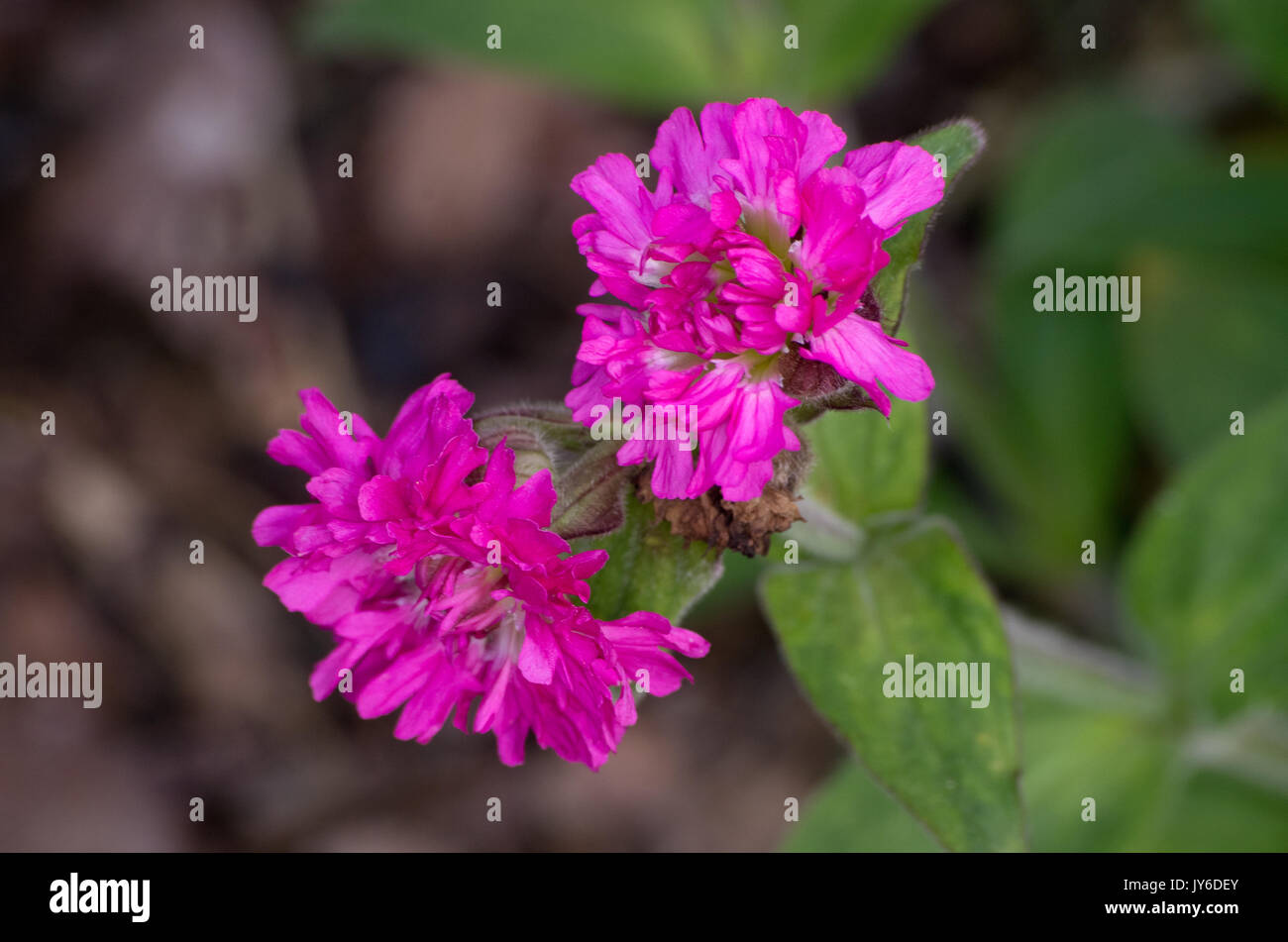 Silene dioica Richmond Foto Stock