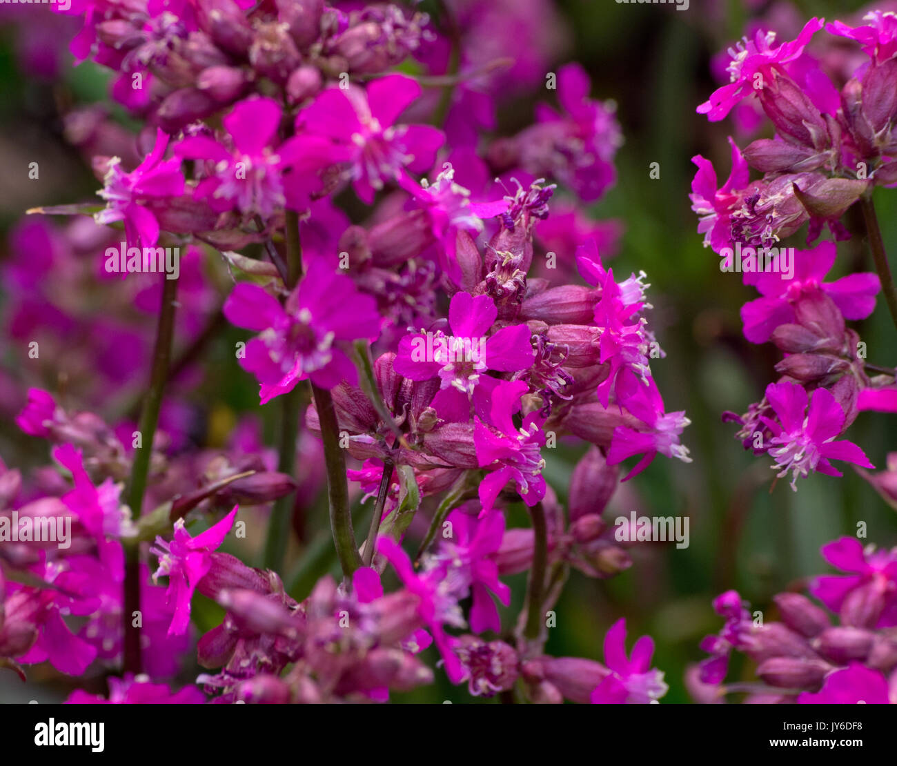 Lychnis viscaria Firebird Foto Stock