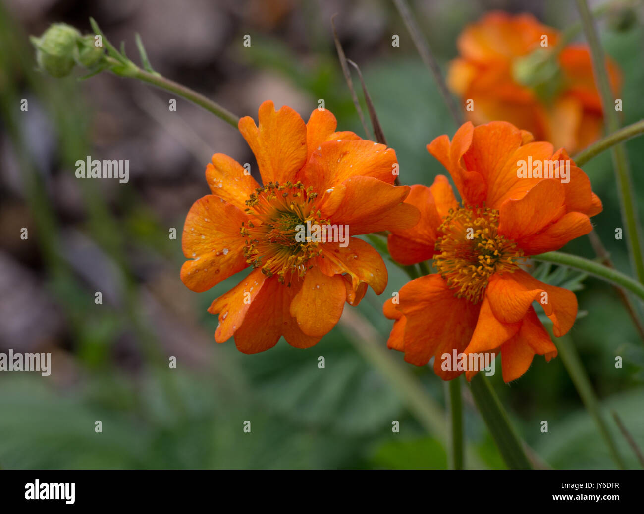 Geum 'Dolly Nord' Foto Stock