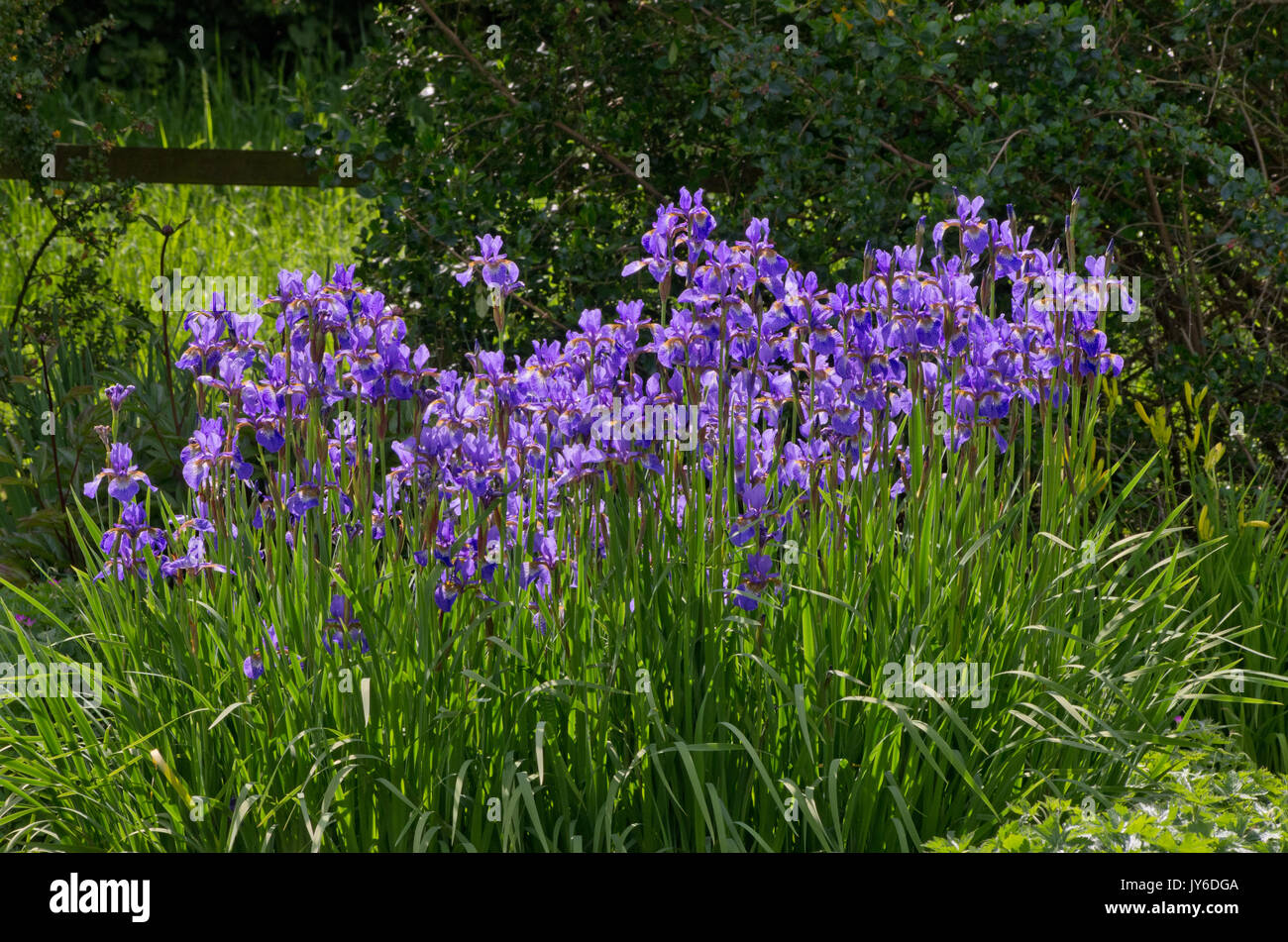 Iris sibirica 'Ego' Foto Stock