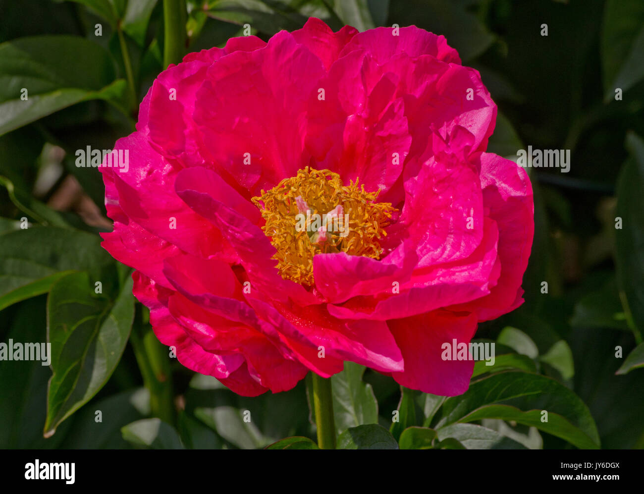 Peonia 'Paula Fay' Foto Stock