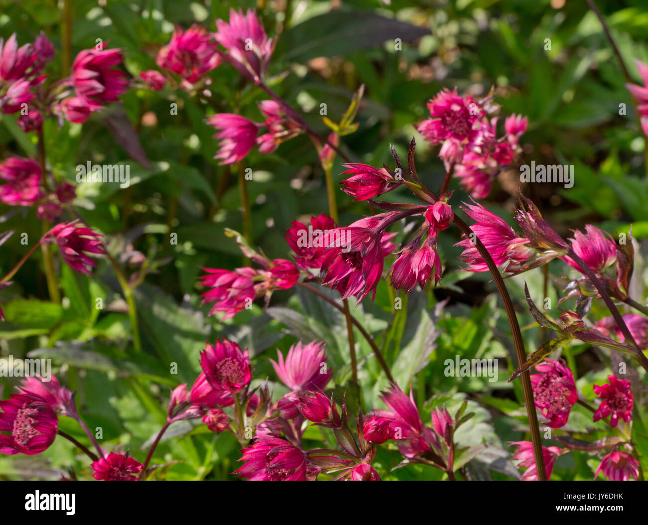 Astrantia grandi 'Ruby Star' Foto Stock