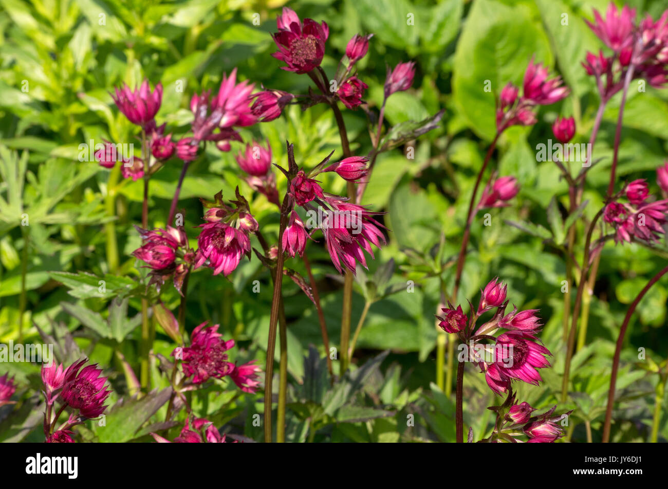 Astrantia grandi 'Ruby Star' Foto Stock