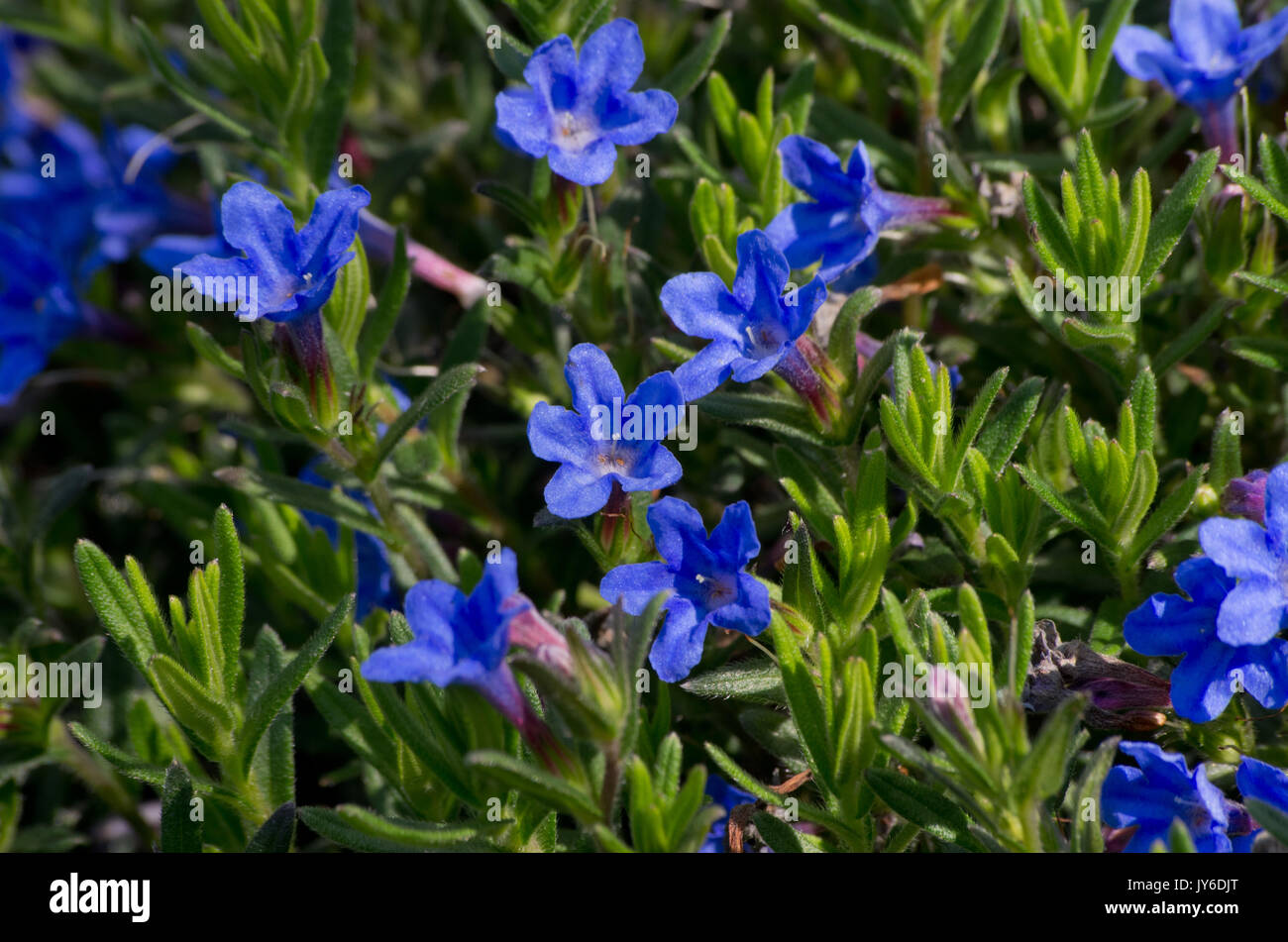 Lithodora diffusa "celeste" Foto Stock