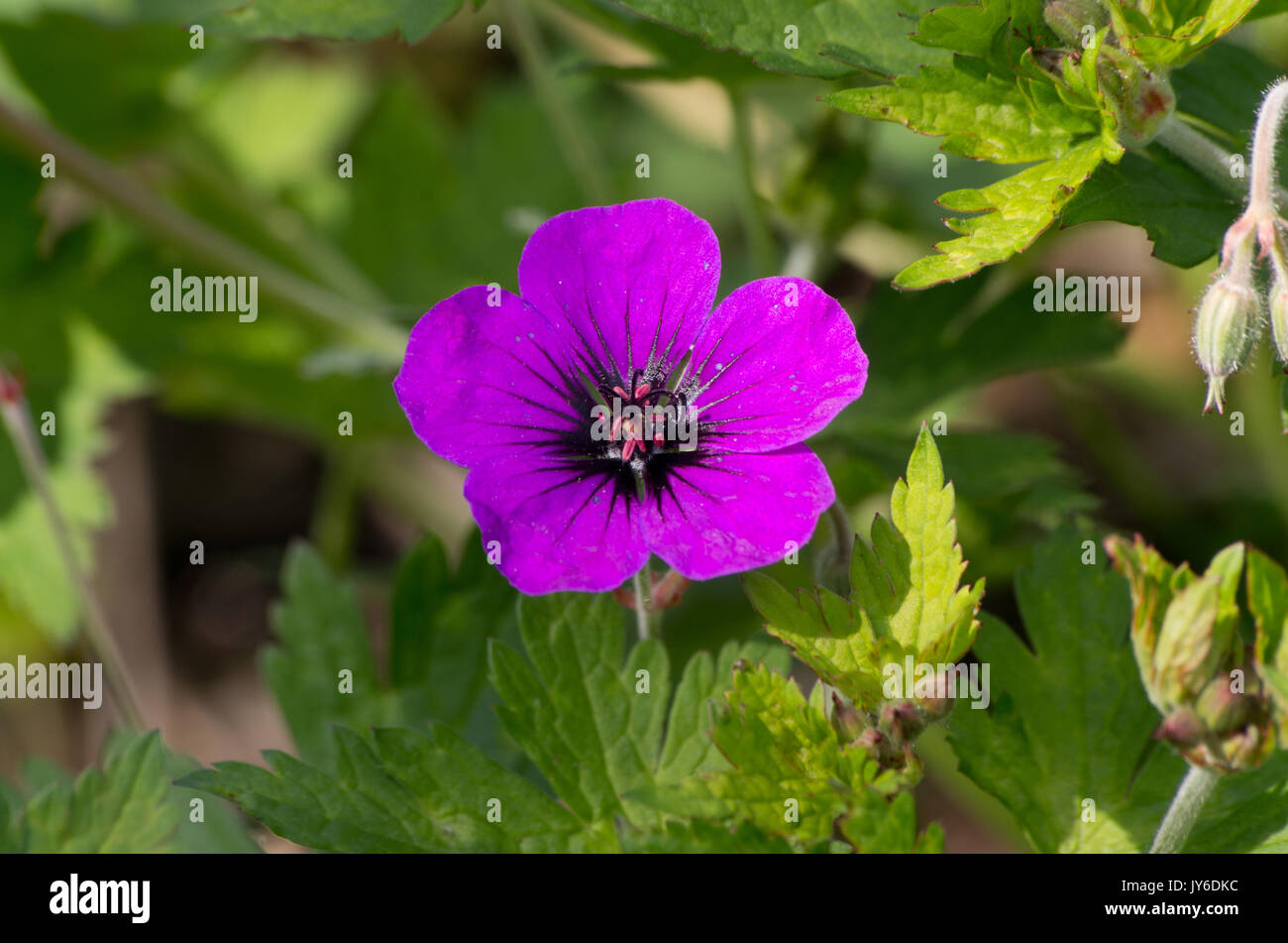 Geranio "Anne Thomson' Foto Stock
