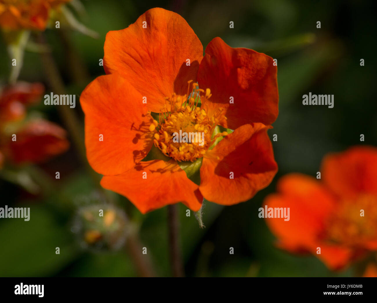Geum 'Regina di arancione" Foto Stock